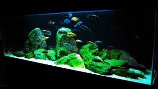 How to Set up an African Cichlid Tank  Step by Step Guide [upl. by Finn127]