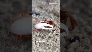 Why do crabs have violins 🌊fiddler crab [upl. by Franciscka278]