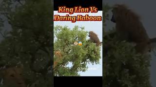 King Lion Vs Daring Baboon  shorts viralshorts kinglionvsdaringbaboon irajtania7 irajtania7 [upl. by Sirej]