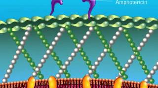 The Role of Amphotericin [upl. by Cirtap849]