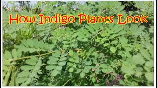 How Indigo Plants Look [upl. by Enelegna150]