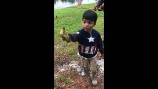 Hawk snatches up duckling after child sets it free [upl. by Mashe180]