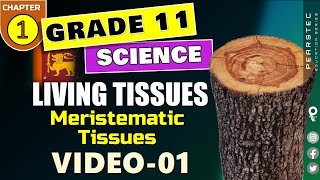 Grade 11 Science English  Ch 11 Meristematic Tissues [upl. by Aicinoid]