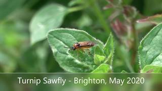 Turnip Sawfly  Brighton May 2020 [upl. by Llecrup615]