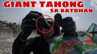 Mga Naglalakihang Tahong Nagsiksikan sa mga Batohan [upl. by Sandie493]