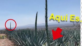 ¿Porqué al Agave Le Sale Este “PALO” Quiote de Agave [upl. by Ihpen]