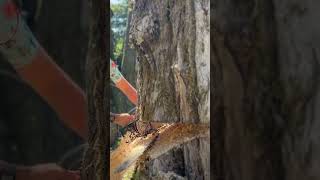 Power of a REAL chainsaw arborist [upl. by Eecrad]