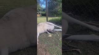 caversham wildlife park perth australia [upl. by Bowes]