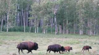 Sounds of Buffalo [upl. by Melva]