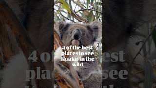 4 Of The Best Places To See Koalas In The Wild  Australian Wildlife Journeys [upl. by Haelam841]