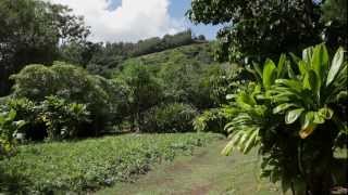 Canoe Plants  McBryde Garden  National Tropical Botanical Garden [upl. by Ammann]