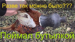 Как поймать фазана на бутылку  Это гениально  Фазан живой и невредимый [upl. by Valma451]