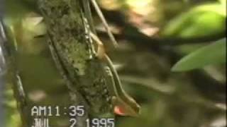 anolis displaysmov [upl. by Nanreh]