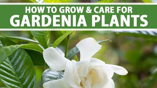 All About Gardenia Indrakamal Plant care Produce more buds N Blooms all year round 🌱 gardenia ca [upl. by Conner]