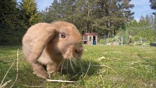 Królik baranek miniaturka  Mini Lop rabbit [upl. by Naesar]