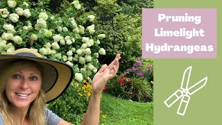 Hydrangeas care tips  Pruning Limelight Hydrangeas  Hydrangea [upl. by Anirroc]