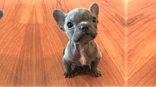 Rescue Tiny Frenchie Who Is Sassy and Such A Master Complainer [upl. by Enohpesrep]