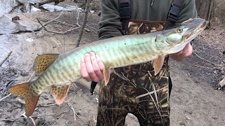 First Muskie Ever  Fishing the River in Winter [upl. by Simpkins]