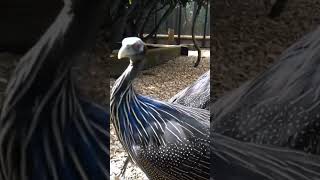 Vulturine Guineafowl birds peacock animals zoo nature större [upl. by Gnuj]