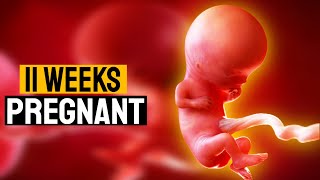 Amazing 11 Week Pregnancy Update Babys Growth Symptoms amp Tips [upl. by Fawcette]