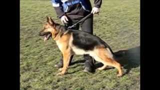 WOLFGANG  The Expert Dog TrainingGerman K9 Expert [upl. by Enaile]