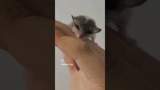 쓰담쓰담피그미다람쥐 피그미마우스 겨울잠쥐 pygmymouse dormouse mousery 반려동물 반려다람쥐 아기다람쥐 애완동물 희귀동물 이색동물 소동물 [upl. by Aihsitan247]