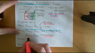 G Protein Coupled Receptors Part 3 [upl. by Allana]