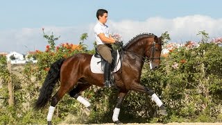 «Esporim MVL»  6 year old stallion  ridden by Francisco Pimentel [upl. by Gisser]