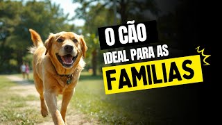 Por que ele é o Cão ideal para as Famílias Labrador Retriver [upl. by Wagoner]