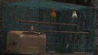 Ramai Kicauan Lovebird Lovebirds Sounds 14 [upl. by Ahsiekal]