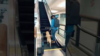 How guide dogs use escalators shorts [upl. by Derward993]