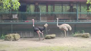 Vogelpark Avifauna Alphen aan den Rijn23072024 [upl. by Ibrad]