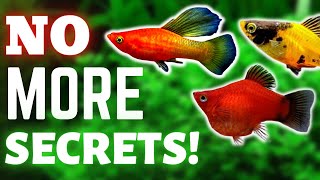 DONT Buy PLATY FISH WITHOUT Knowing These 5 Things Platy Care Guide [upl. by Corin]