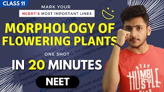 Morphology of Flowering Plants Class 11  Biology  For NEET  Full Revision In 20 Minutes [upl. by Adidnere]