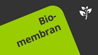 Die Biomembran und ihr Transport  Biologie  Cytologie [upl. by Tana974]