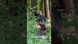 Turkeys in the forest Ann Arbor USA [upl. by Adnovahs206]