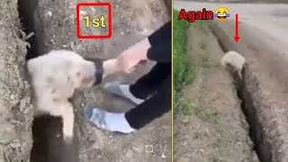 Sheep gets stuck and jump back in ditch  Funny sheep rescue shorts [upl. by Killam992]