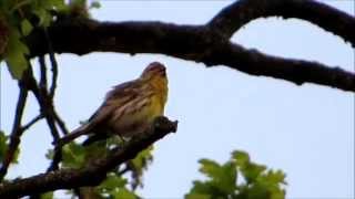 Europese kanarie Serinus serinus in beeld en geluidEuropean Serin in image and sound [upl. by Saref]