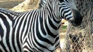 Zebra at Zoo [upl. by Yecnahc]