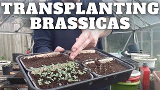 Transplanting Brassicas [upl. by Hashim]