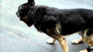 German Shepherd Tucker with Degenerative Disc Disease  Floppycats [upl. by Norok]