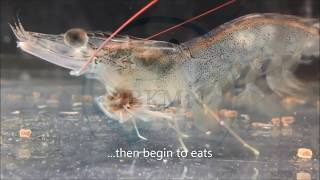 L VANNAMEI SHRIMP FEEDING ON PELLETS [upl. by Adnauqahs]