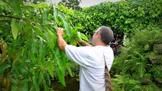 Pruning Mango Trees 101 w Dr Richard Campbell [upl. by Wheeler]