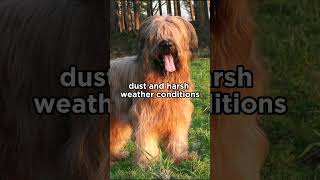 The eyebrows of the Briard dog are not just for looks briard dogs [upl. by Day317]