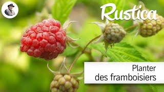 Comment planter des framboisiers [upl. by Convery462]