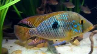 Geophagus sp Brasiliensis Uruguay [upl. by Aguie]