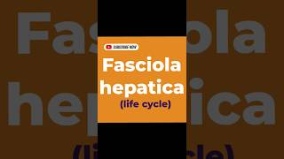 Fasciola hepatica life cycle [upl. by Poole]