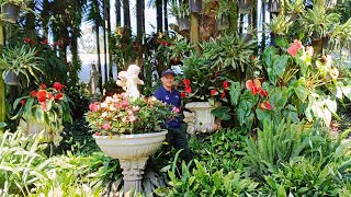 Un jardín mágico con hermosas floraciones 😀 en Antioquía [upl. by Willard]