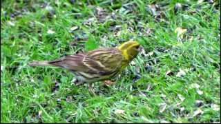 Zvonohlík zahradní Serinus serinus European Serin [upl. by Fiedling]