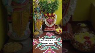 तुलसी अपने आप उगना क्या संकेत tulsi vishnulaxmihnuman [upl. by Jacky]